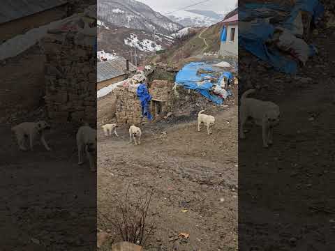 KÖPEKLERE YEMEK YAPIYORUM