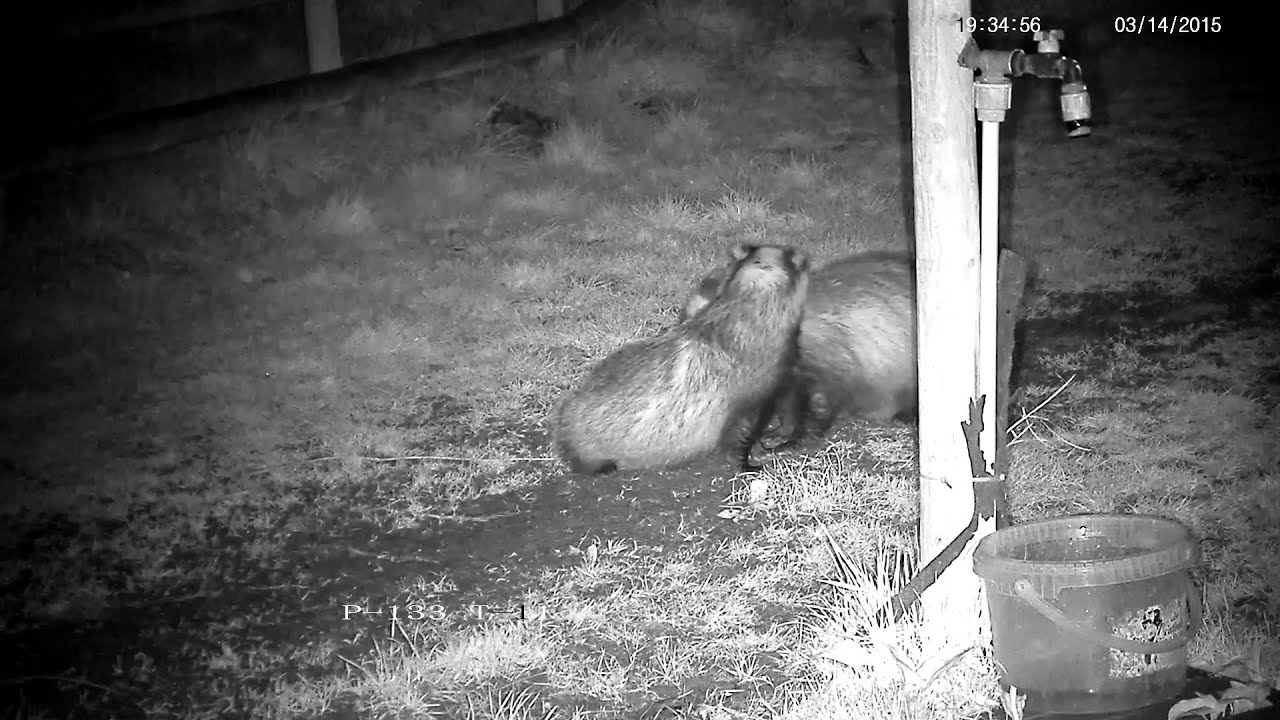 badger animal habitat First mutual grooming badgers of 2015 !