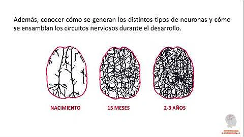 O que a neurobiologia estuda?