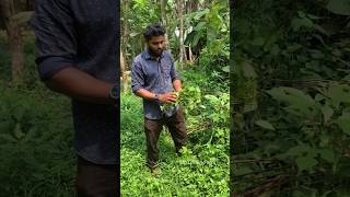 ഈ ഇല മത പചചകകറകൾ നറയ കയകകൻ