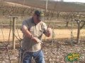 Winter fruit tree pruning 2012