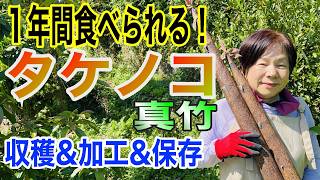The Easiest Way to Peel Them! Harvesting and Processing Madake