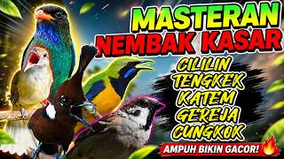#03 MASTERAN KOMBINASI ROLL KASAR, PANJANG, FULL NEMBAK TAJAM, MEWAH, SUARA JERNIH