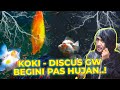 IKAN MAS KOKI-DISCUS OUTDOOR KEHUJANAN GIMANA JADINYA..!?