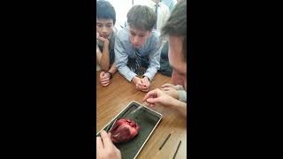 Deer Hart dissection