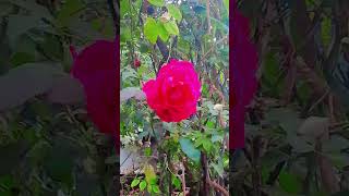 A butiful rose 🌹 #newsong #rose #viralshort #trending