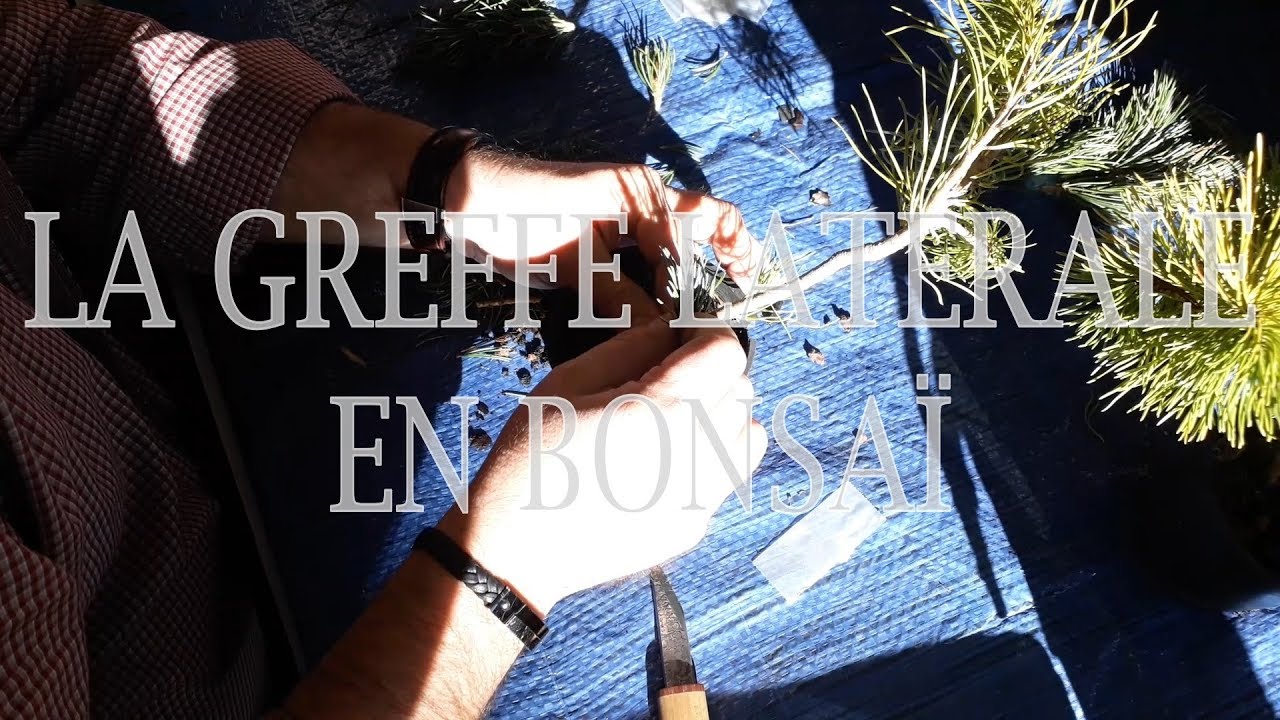 VLOG BCP #08 -  La greffe latérale en bonsaï