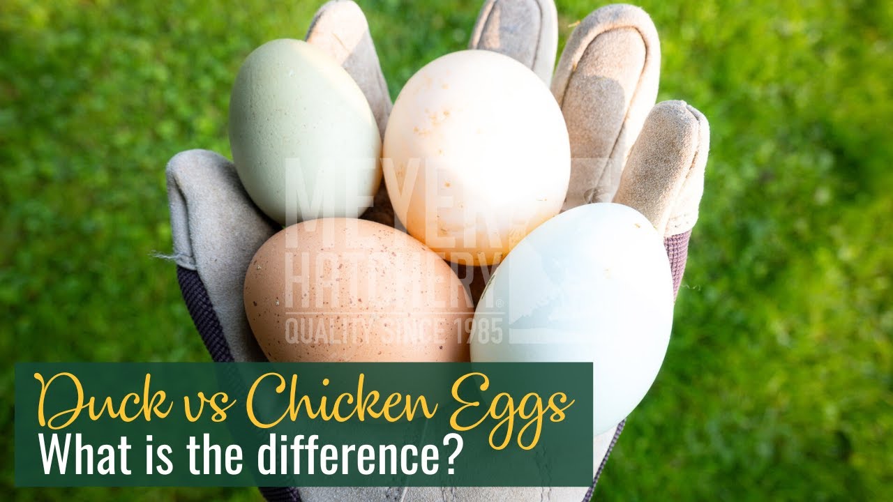 Duck Eggs vs. Chicken Eggs: What's the Difference?