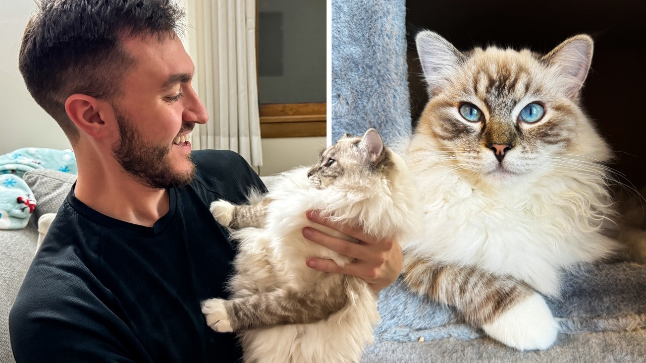 Adopting a Ragdoll Kitten! 🐈