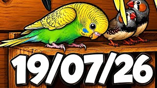 BUDGIE CAMS….IT ALL WENT WRONG!