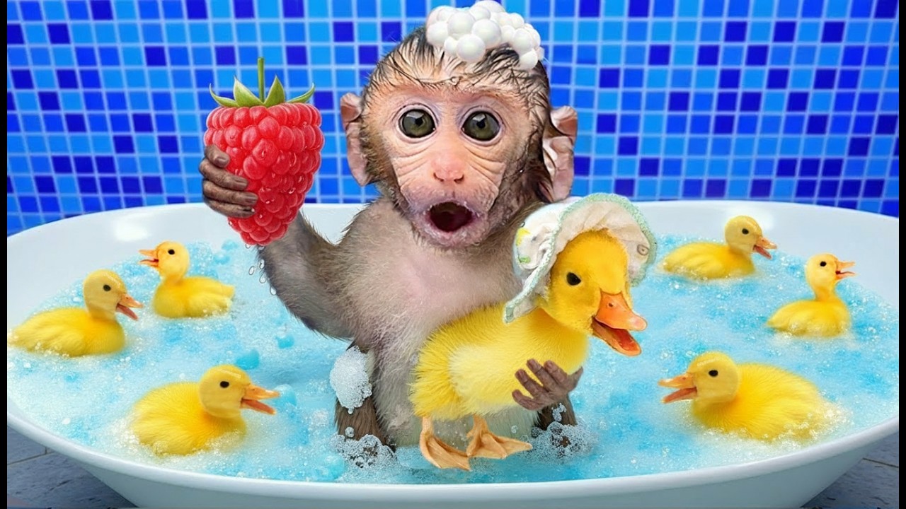 Monkey Raspberry 🐵🍓 Monkey Boki Plants Raspberries! Juicy Red Berry Adventure! 🌱 - YouTube