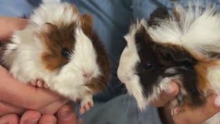 Cobayas, Cuyes, Cuyos - Las Edades De Las Cobayas. Las Diferentes Etapas De Las Cobayas