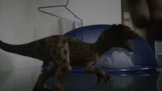 Allosaurus Farts In Carnotaurus