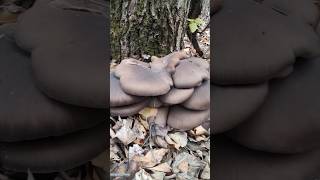 Вешенки