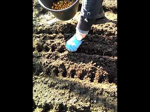 helfer-i--gartenbau-zwiebeln-legen