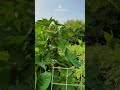 وطن جنت نشان دی گلان پکښې کرمه  #afghanistan #viralshorts