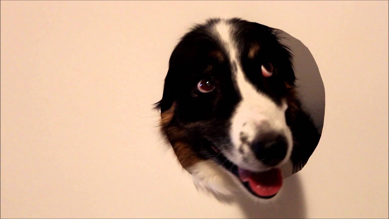 pets bd BARKPOP