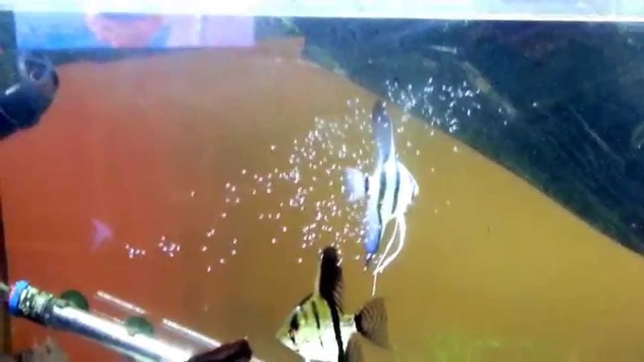 pair of words list Breeding pair of angel fish with cloud of fry