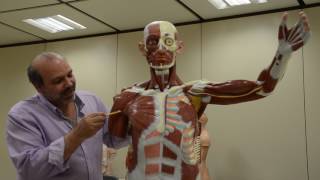 العضلة الصدرية الكبرى | د. محمود يوسف