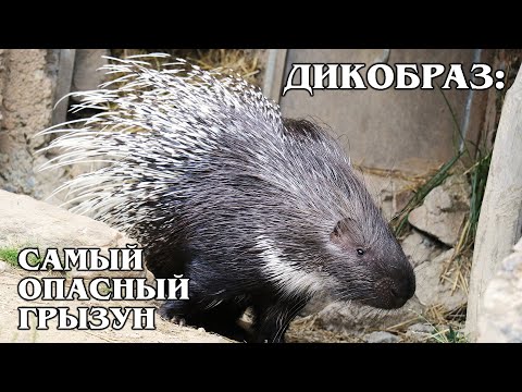 CRESTED PORCUPINE: The reason for the appearance of cannibal cats | Facts about porcupines