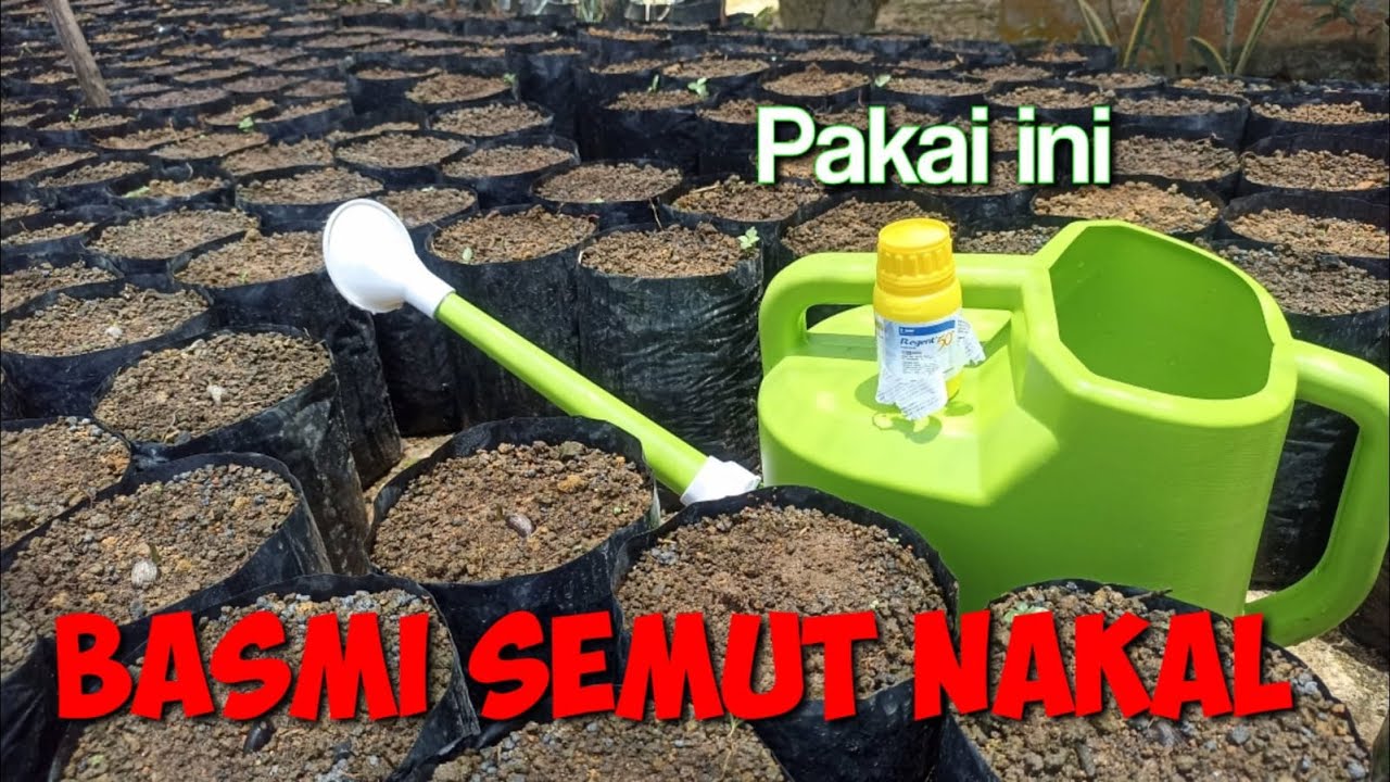 Cara aplikasi regent 50cc | Basmi semut pada penyemaian kelapa sawit
