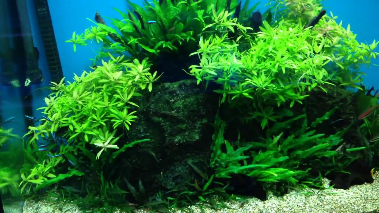 Maidenhead Aquatics Leeds South Community Display Tank YouTube