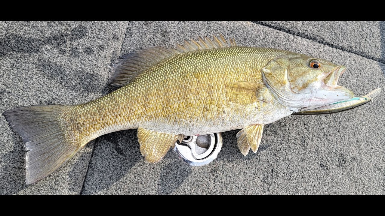 Pelee Island Smallmouth Fishing YouTube