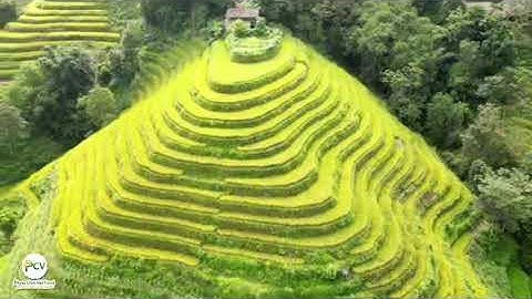 Ruộng bậc thang Hoàng Su Phì - Hà Giang