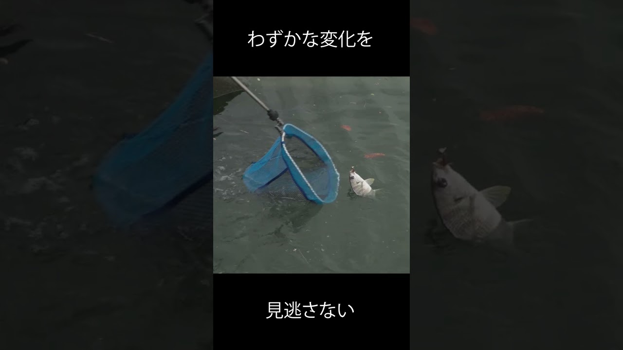 【ボトムチニング】音がする方へ投げ込んでみたら・・・ #初心者 #ルーディーズ #釣り