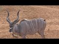 The greater kudu (Tragelaphus strepsiceros strepsiceros)