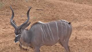 The greater kudu (Tragelaphus strepsiceros strepsiceros)