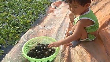 tiếp tục bán ốc thịt cho khách tại vườn nha quý bà con