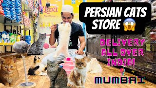 Persian Cats Store In Mumbai City | All Over 🇮🇳 India Delivery | Trained Kittens 🐱 #petshop #cats