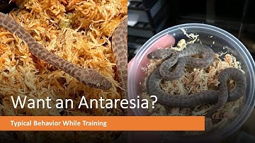 So, you want an Antaresia?