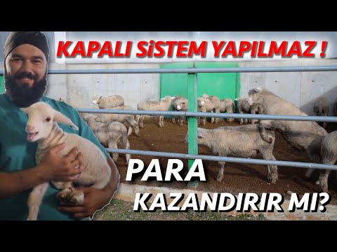 KASAPLIK KUZU YETİŞTİRİCİLİĞİ ⎮ HANGİ IRKI ALMALI