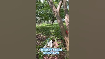 Bồ kết trồng đồi rừng 3 năm mà to vật vã nhé ạ #câygiốngbồkết #trồngcây