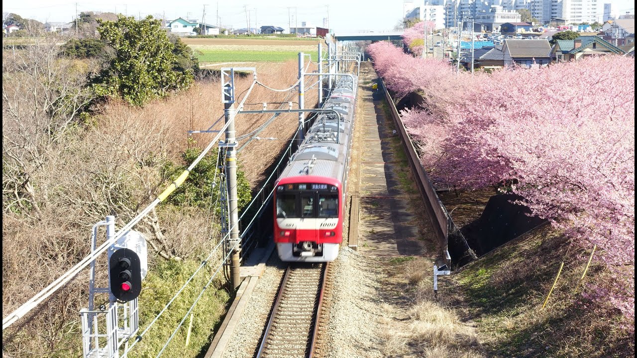 三浦海岸の河津桜 カワヅザクラ 22年の見頃と現在の開花状況は 桜まつりの日程は 歩いてみたブログ