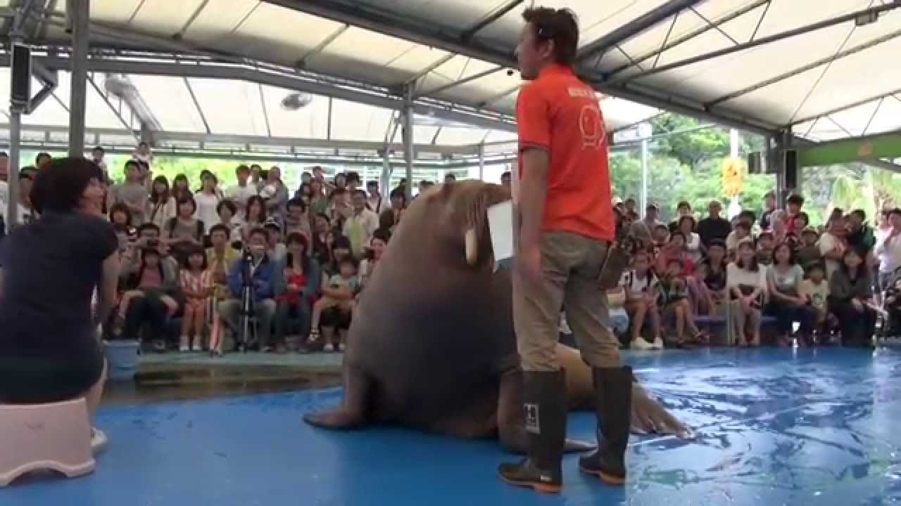 大爆笑　セイウチのパフォーマンス笑　