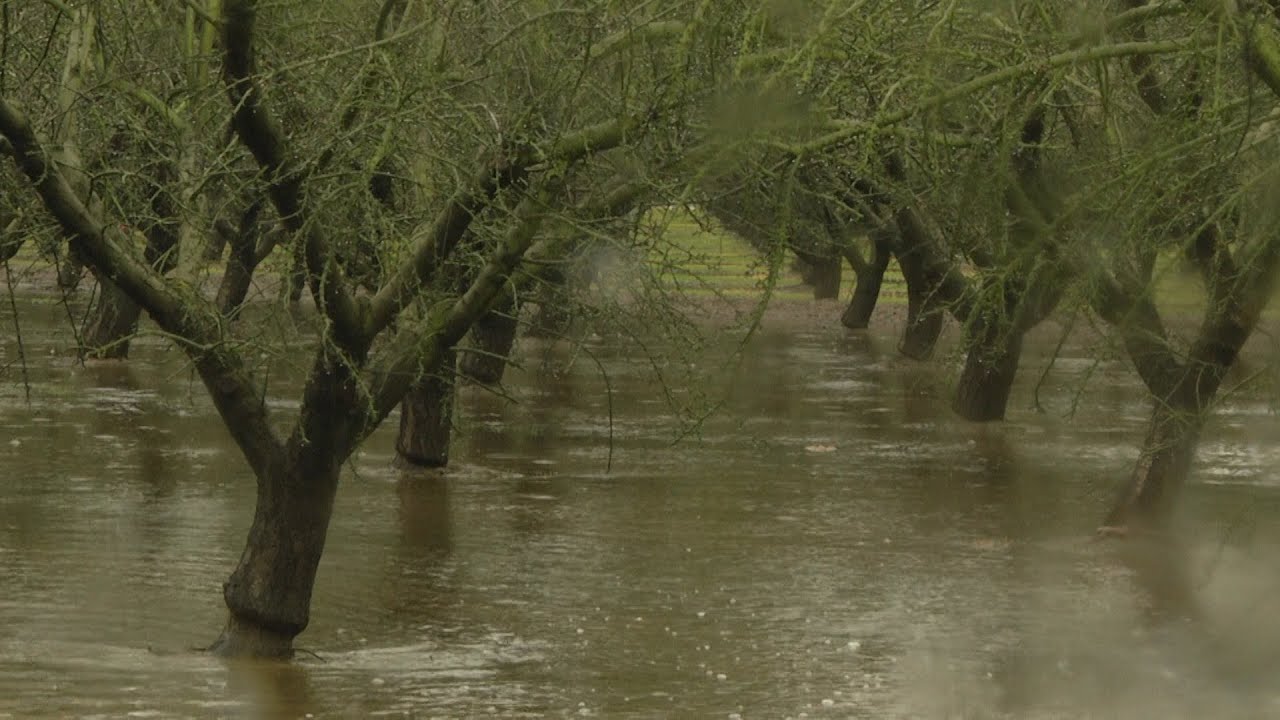 UC scientists flood orchard for groundwater recharge experiment