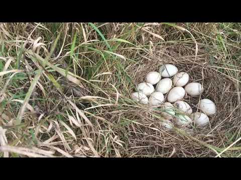 Видео: Лучшие утки для кладки яиц