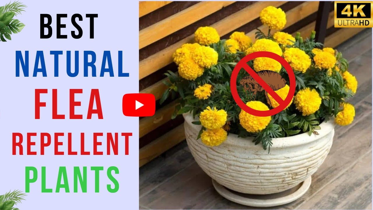 15 Plants That Actually Repel Fleas | Best Natural Flea Repellent ...