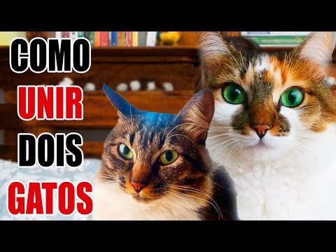 Vídeo: Como Apresentar Gatos