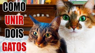 GATOS  Como apresentar dois gatos estranhos  PASSO A PASSO