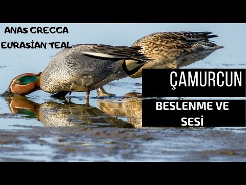 ÇAMURCUN ÖRDEK BESLENME VE SESİ -ANAS CRECCA  -TEAL DUCK