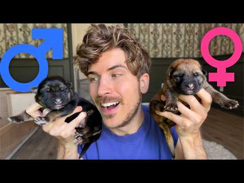 Revealing The Genders Of All 9 Rescue Puppies!