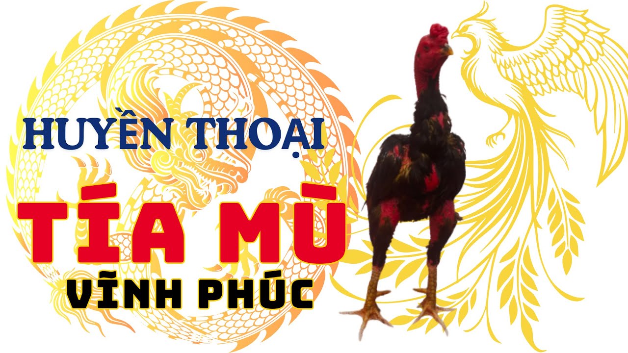 🐓 Huyền Thoại Tía Mù Vĩnh Phúc: Từ Vô Danh Đến 10 Sao, 2 Siêu Cúp Gây Sốc Làng Gà Chọi
