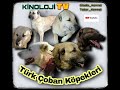 KİNOLOJİ TV TANITIM  GENEL DEĞERLENDİRME 1