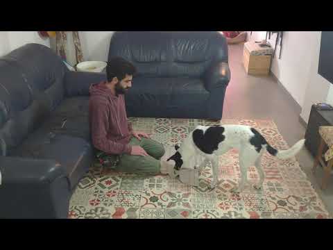 וִידֵאוֹ: כיצד לשקול את כלבך בבית & Nbsp