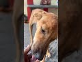 Sweety kosam prayer cheyandi frnds🙏#shorts #dog #youtubeshorts #viralvideo #yt