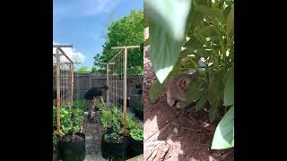Economical DIY trellis worked!  #garden #gardeningtips  #gardening #shorts #collab #duet